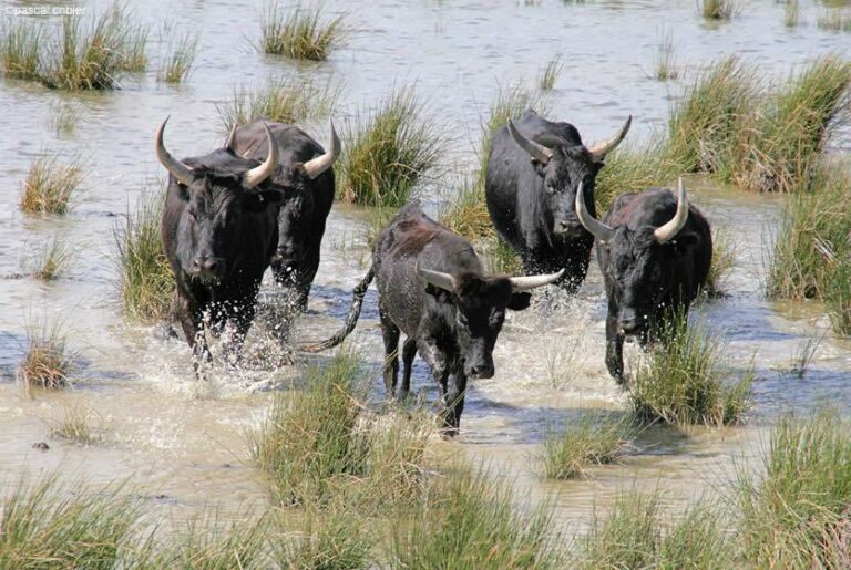 Le taureau de Camargue - Sites Remarquables du Goût