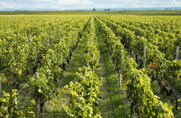 L’aire géographique de l’AOC Margaux