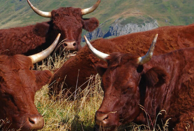 La viande Salers