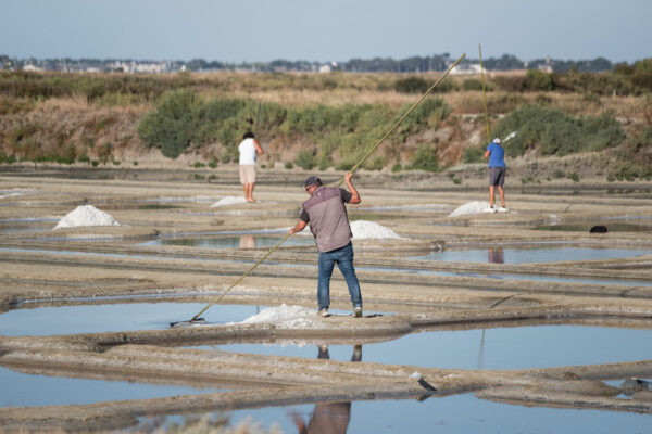 Les marais salants de Guérande