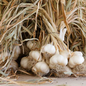 L’ail rose de Billom